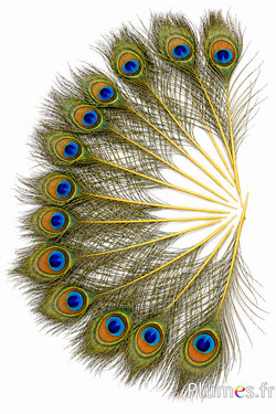 Pauw blauw miniatuur - 15-25 cm - geel